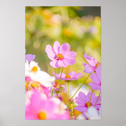 Poster Pink Nectar Light (Devant)
