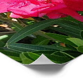 Poster Pink Oleander (Coin)
