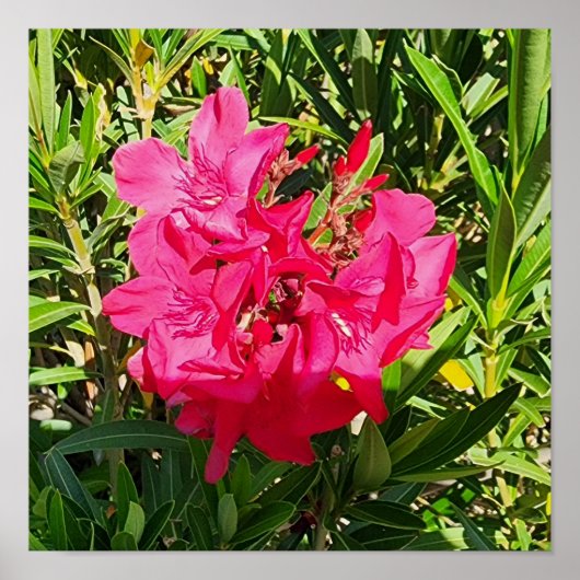 Poster Pink Oleander (Devant)