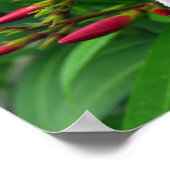 Poster pink oleander (Coin)