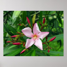 pink oleander
