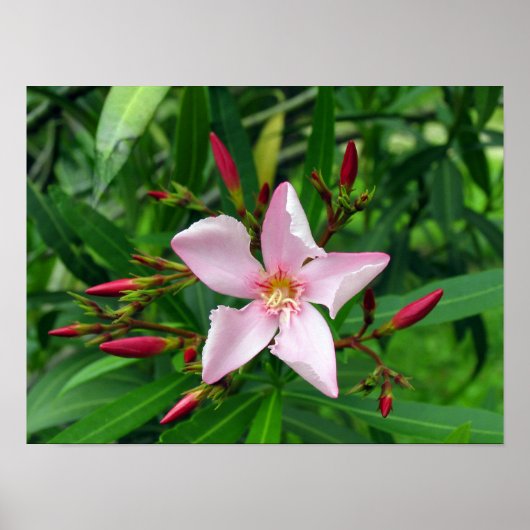 Poster pink oleander (Devant)