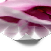 Poster Pink Peony (Coin)