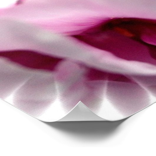 Poster Pink Peony (Coin)