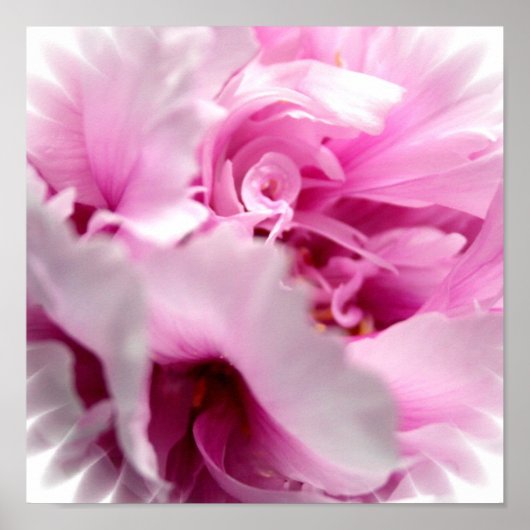 Poster Pink Peony (Devant)