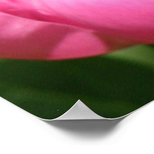Poster Pink Peony (Coin)