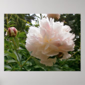 Poster Pink Peony Blossom. (Devant)