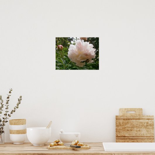 Poster Pink Peony Blossom. (Cuisine)