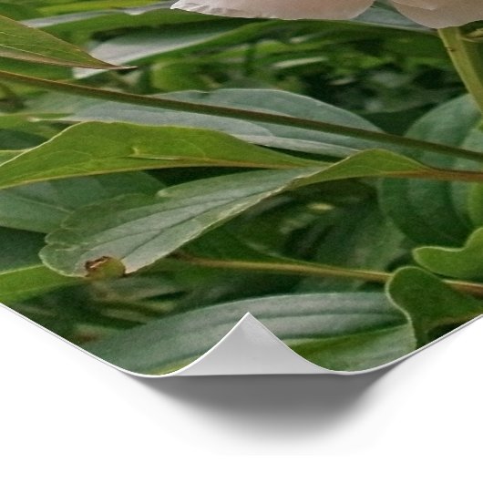 Poster Pink Peony Blossom. (Coin)