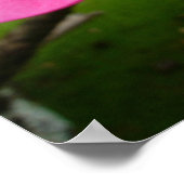 Poster Pink Plumeria (Coin)