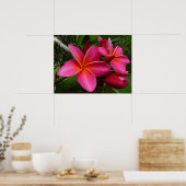 Poster Pink Plumeria (Cuisine)
