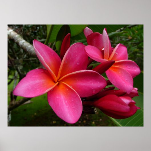 Poster Pink Plumeria (Devant)