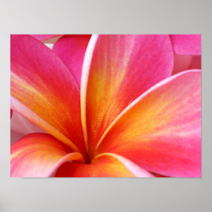 Poster Pink Plumeria Frangipani Hawaii Flower Hawaiian