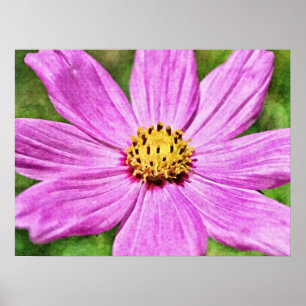 Poster Pink Purple Cosmos Fleur Art Photographique Imprim