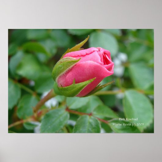 Poster Pink Rose Bud Print - Sélectionnez Votre Cadre (Devant)