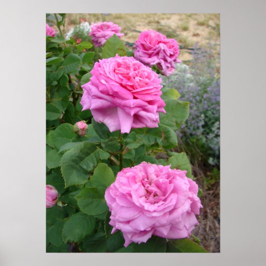 Poster Pink Rose Roses Floral Flower Garden John Hopper (Devant)
