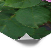 Poster Pink Rose Roses Floral Flower Garden John Hopper (Coin)