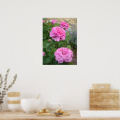 Poster Pink Rose Roses Floral Flower Garden John Hopper (Cuisine)