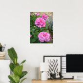 Poster Pink Rose Roses Floral Flower Garden John Hopper (Bureau à domicile)