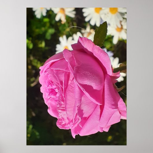 Poster Pink Rose Roses Flower Garden L'Ouche Cabbage (Devant)
