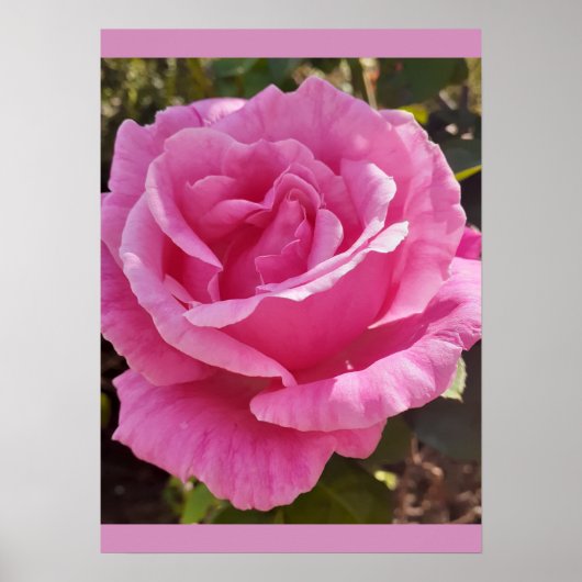 Poster Pink Rose Roses Flower Garden Perfume Delight (Devant)