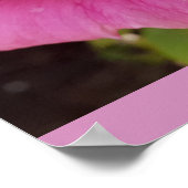 Poster Pink Rose Roses Flower Garden Perfume Delight (Coin)