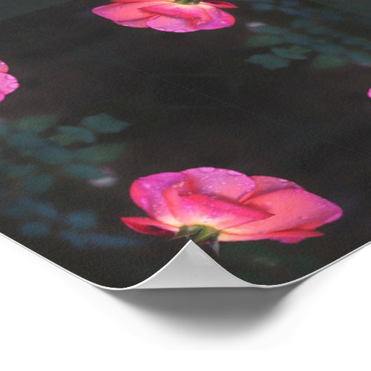 Poster Pink Roses Pattern (Coin)