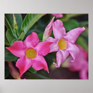 Poster Pink Tropical Flowers Photographie Art Imprimer