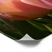 Poster Pink Tulip North End (Coin)