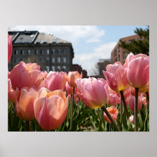 Poster Pink Tulip North End (Devant)