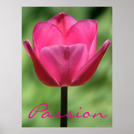 Poster Pink Tulip Passion (Devant)