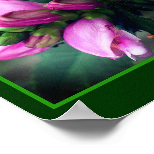 Poster Pink Turtlehead Flower Close Up Mirror Abstrait (Coin)
