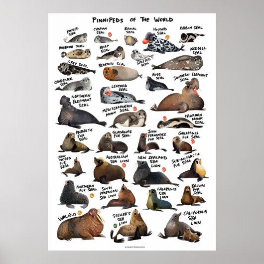 Poster Pinnipèdes du monde (Devant)