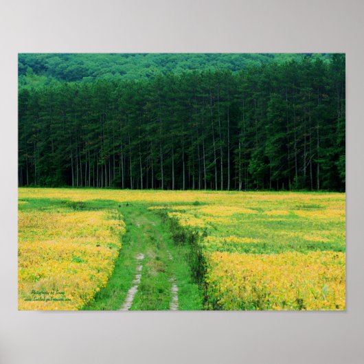 Poster Pins Arbres Fleurs Jaunes Champ Nature (Devant)