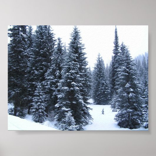 Poster Pins en hiver (Devant)