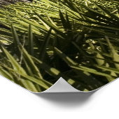 Poster Pins plantés et palmettes de scie Imprimer (Coin)