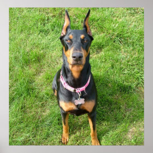 Poster Pinscher de dobermann