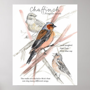 Poster Pinson des arbres Oiseau chanteur Calotte bleue Br