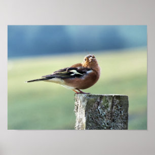 POSTER PINSON FRINGUÉ