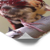 Poster Pinson Rouge Oiseau de la Nature (Coin)