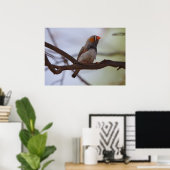 Poster Pinson zèbre (Bureau à domicile)