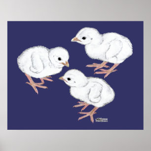 Poster Pintades blanches