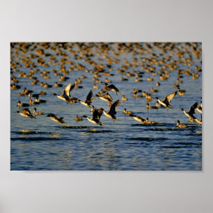 Poster Pintails