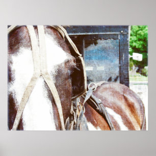 Poster Pinto Amish Buggy Horse