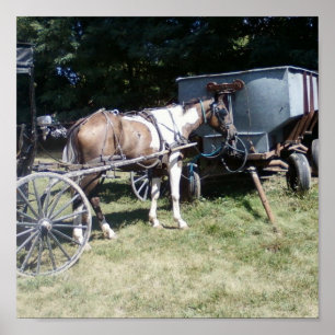 Poster Pinto Amish Horse