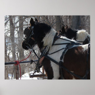 Poster Pinto Draft Team