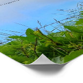 Poster Pinto Paint & Clouds Ranch Horse w Poem Photo (Coin)