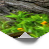 Poster Pinto Paint, Fenceline & Clouds Ranch Horse Photo (Coin)