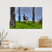 Poster Pinto Paint, Fenceline & Clouds Ranch Horse Photo (Cuisine)