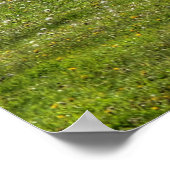 Poster Pinto Paint & Herd Ranch Horse Equine Photo (Coin)